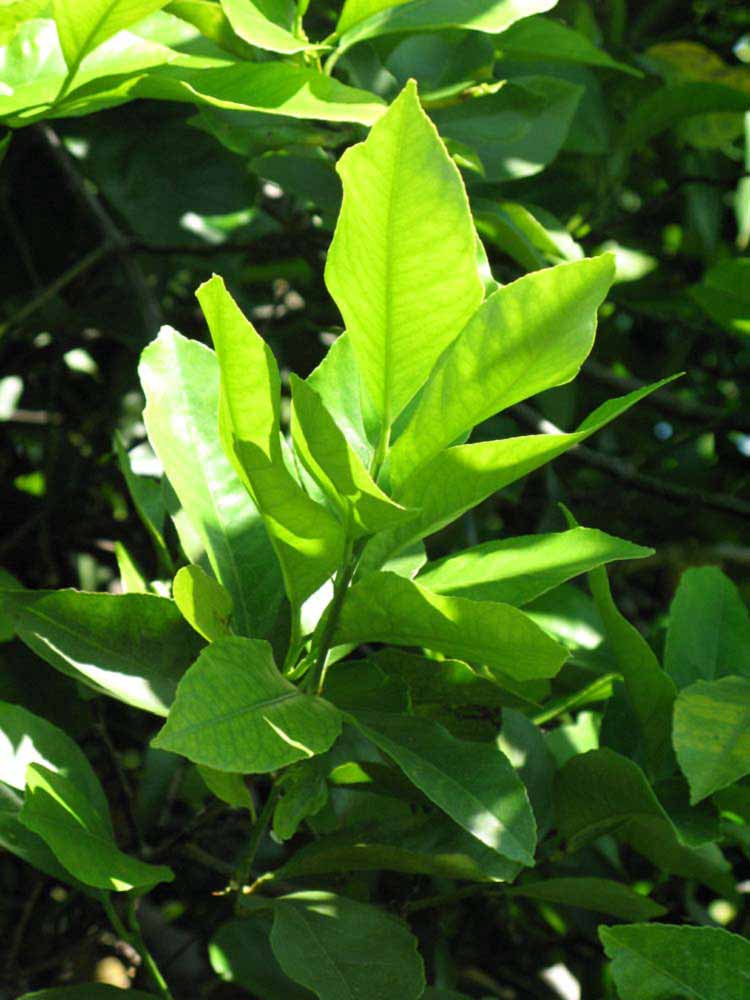              Sun leaves (Winter Haven, FL)       